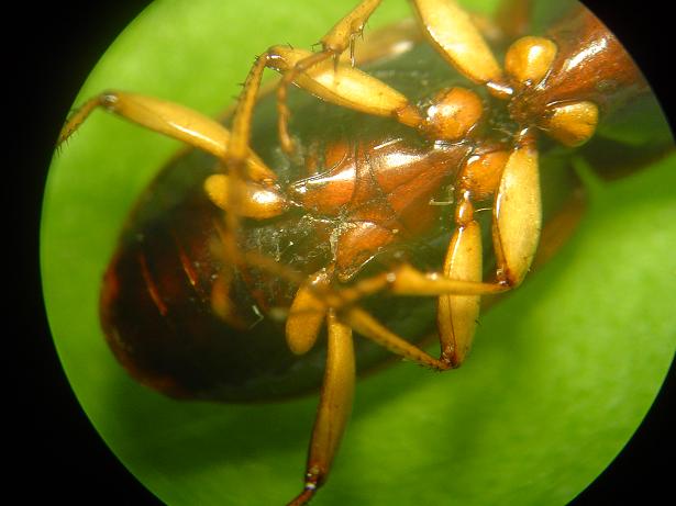 Carabidae with yellow legs